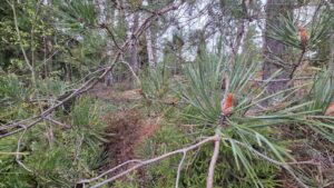 Funding Award for Corporate Forest II Project to Hanna Malik