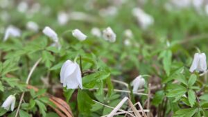 Corporate Forest -hankeelle lähes 400 000 euron rahoitus Koneen Säätiöltä