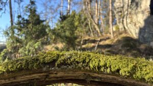 Corporate Forest is recruiting a Doctoral Researcher