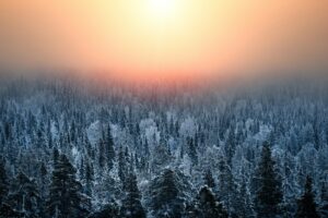 Lapland Forest Jury