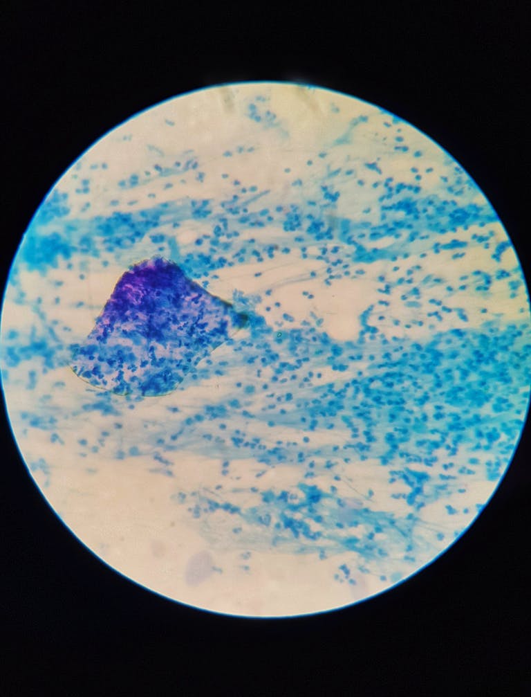 Extreme close-up of microscopic organisms with vibrant colors under microscope, showcasing biological structures.