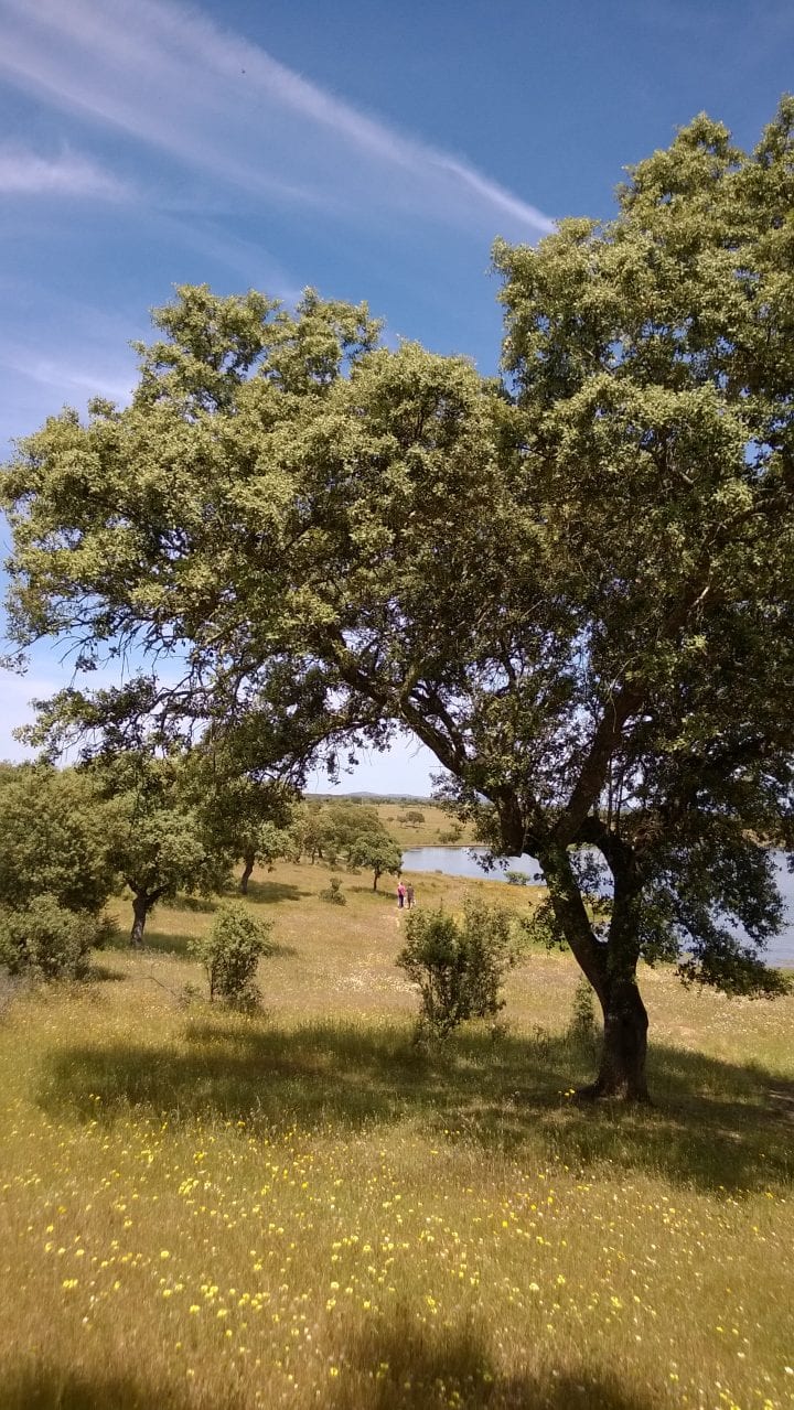 Tree on a meadow