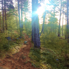 Path in a forest in sun light