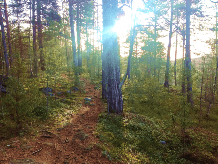 Path in a forest in sun light