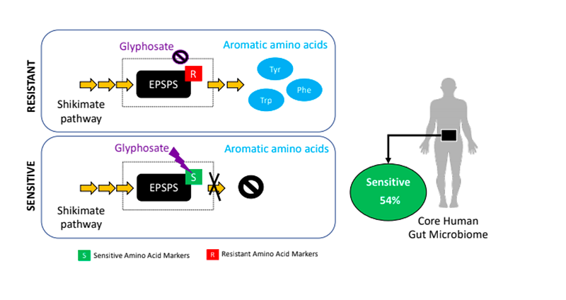 Glyphosate May Affect Human Gut Microbiota | Helandersaikkonenlab