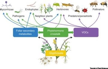 New Article On Glyphosate Effects On Plant Defence And Species ...