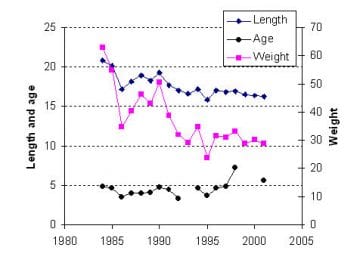 Mean length, weight and age of spawning herring population in the Archipelago Sea in 1984-2001.