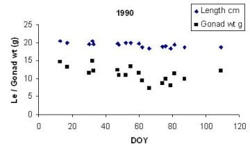 Mean length and gonad weight (black squares) of herring females spawning in different times during spring and summer 1990. DOY= day-of-the-year (running number from the 15th of April).