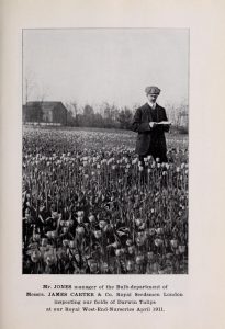 Catalogue of Dutch bulbs (Gruilemans, J.J. & Sons., 1912). Wikimedia Commons.