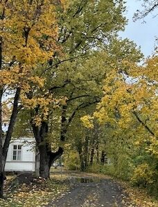 Maisemakuva, jossa rakennuksia ja ruskan värjäämiä puita.