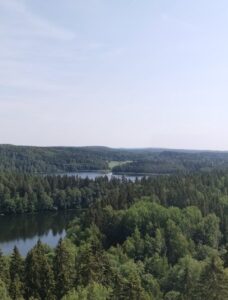 Korkealta otettu maisemakuva, jossa on järvi ja metsää. Vasemmassa reunassa kohoaa mänty.