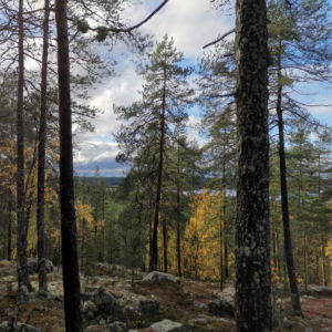 Pirunvaaran laelta otettu kuva, jossa on etualalla metsää ja taustalla järvimaisema.