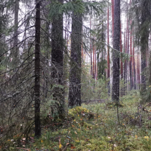 Pirunvaaran laelta otettu kuva, jossa on etualalla metsää ja taustalla järvimaisema.