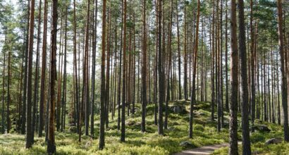 Mäntymetsä
