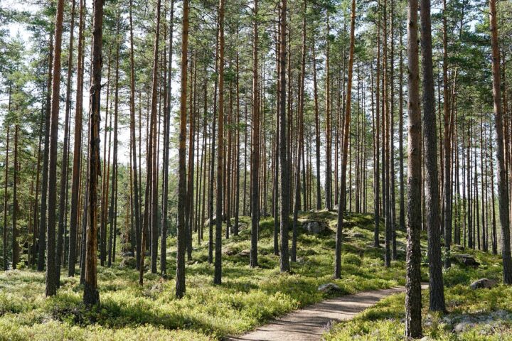Mäntymetsä