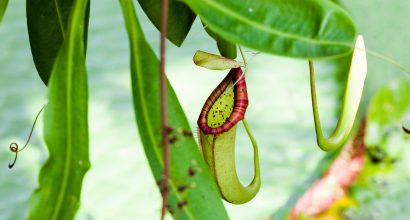 kannukasvi, taustalla jättilumpeen lehtiä.