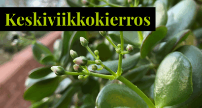 rahapuun kulintojen nuppuja.