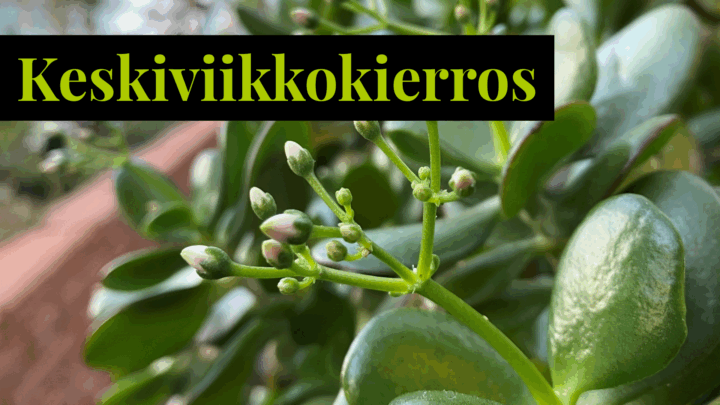 rahapuun kulintojen nuppuja.