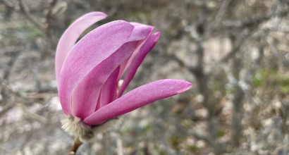 vaaleanpunainen magnolia