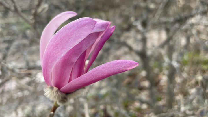 vaaleanpunainen magnolia