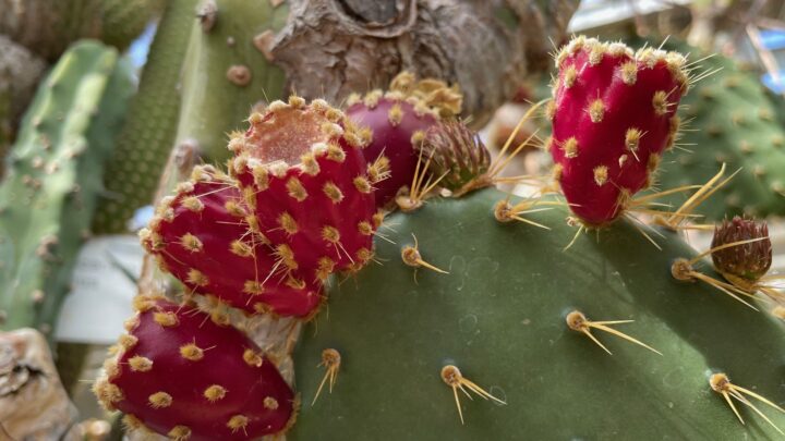 opuntia.