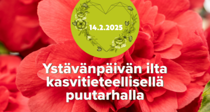 ystävänpäivän ilta 2025, taustalla lähikuva punaisesta kameliasta.