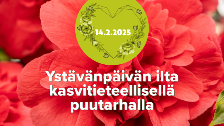 ystävänpäivän ilta 2025, taustalla lähikuva punaisesta kameliasta.