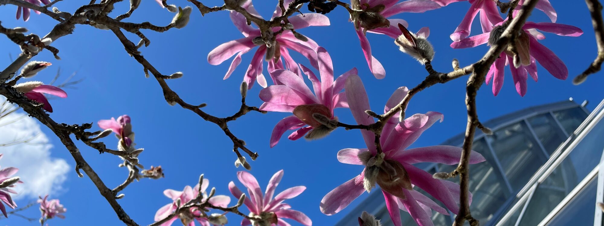 Magnoliankukkia