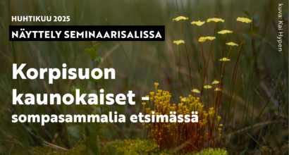 Sompasammalia lähikuvassa.