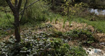 metsäpuutarha