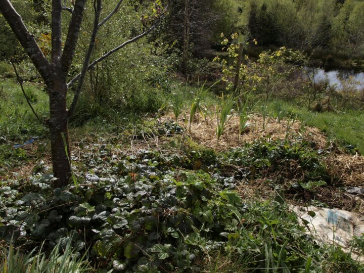 metsäpuutarha