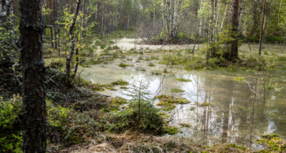 kosteikkomaisemaa