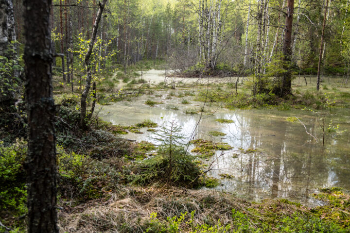kosteikkomaisemaa
