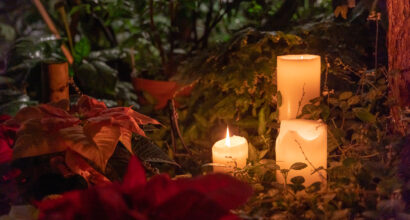 Kynttilöitä ja joulutähti kasvipedissä.