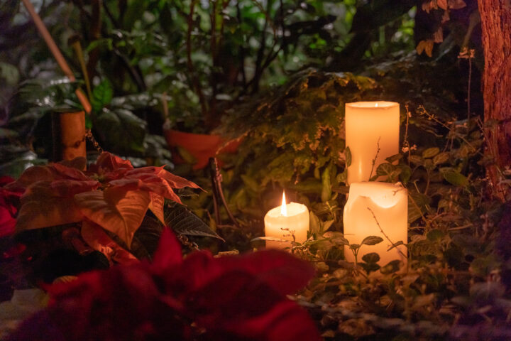 Kynttilöitä ja joulutähti kasvipedissä.