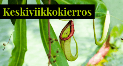 lihansyöjäkasvi kasvihuonessa.