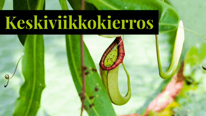 lihansyöjäkasvi kasvihuonessa.