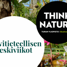 keskiviikkojen mainoskuva. taustalla jättilummeallas.