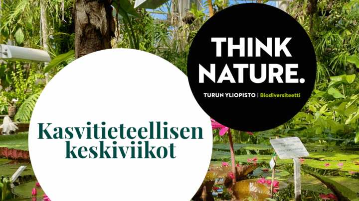 keskiviikkojen mainoskuva. taustalla jättilummeallas.