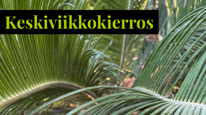 Japaninkruunukävykin lehtiä