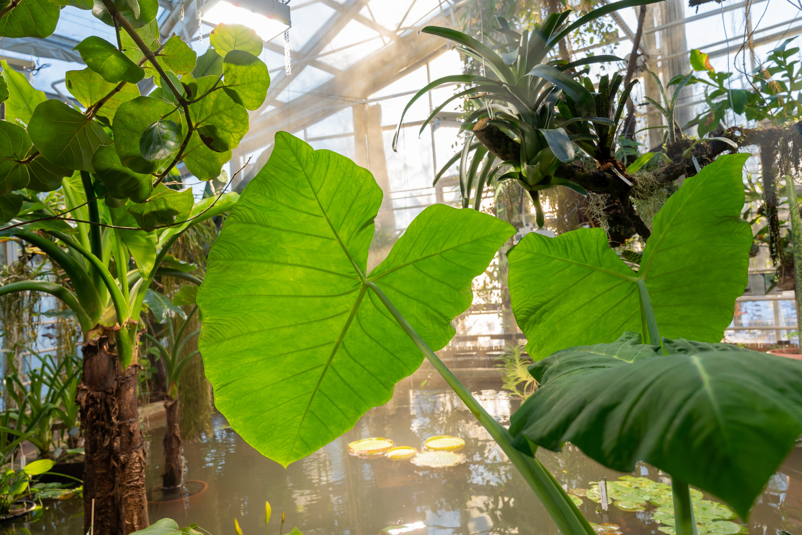 Sumutus allashuoneessa