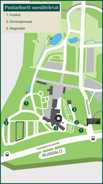 Puutarhurit suosittelevat 1. Keväällä kukkivat vuokot puutarhan nurmikoilla. 2. Kirkkaan keltaiset onnenpensaat pääsisäänkäynnin varrella ja vanhalla kioskilla lähellä onkalotammea. 3. Kevään ensimmäiset magnoliat puhkeavat pian kukkaan varjoterassin pääkäytävällä ja aurinkoterassilla kokoelmahuoneiden eteläisellä seinustalla.