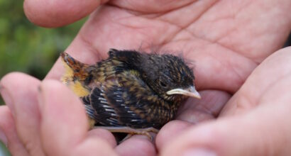 leppälinnun poikanen kämmenellä