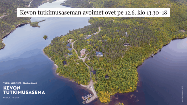 Ilmakuva Kevonniemestä. Rakennuksia ja metsää järven rannalla.
