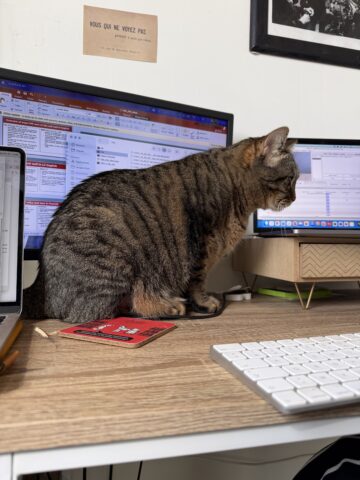 A cat in front of computer screens.