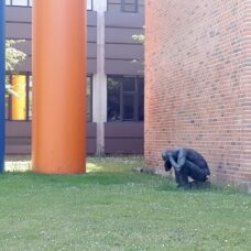 The picture shows a statue crouching by a building wall, holding its head.