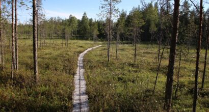 Kesäinen suomaisema ja pitkospuut. Kuvaaja: Roine Piirainen