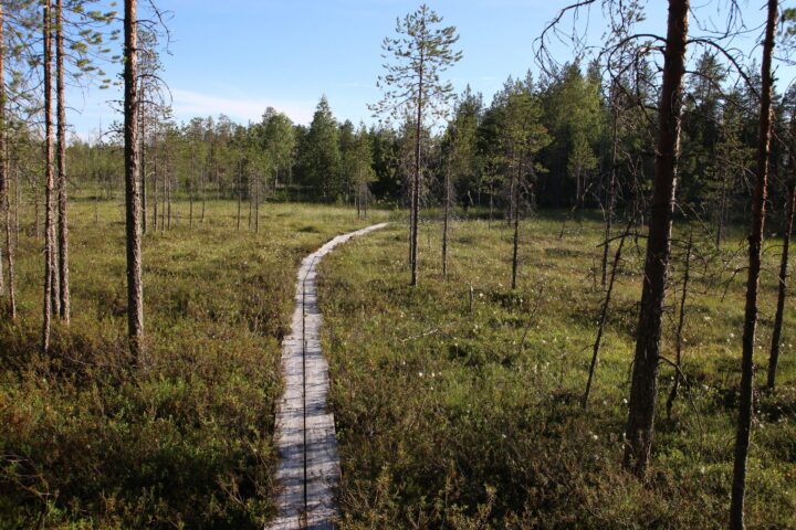 Kesäinen suomaisema ja pitkospuut. Kuvaaja: Roine Piirainen