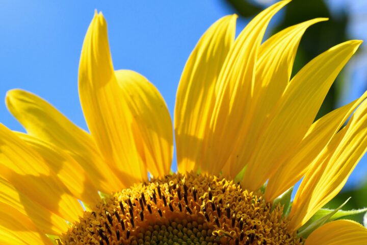 Puolikas auringonkukka sinitaivasta vasten.