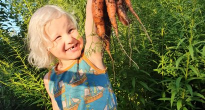 Kuvassa on lapsi ja hänen kädessään maasta nypättyjä porkkanoita